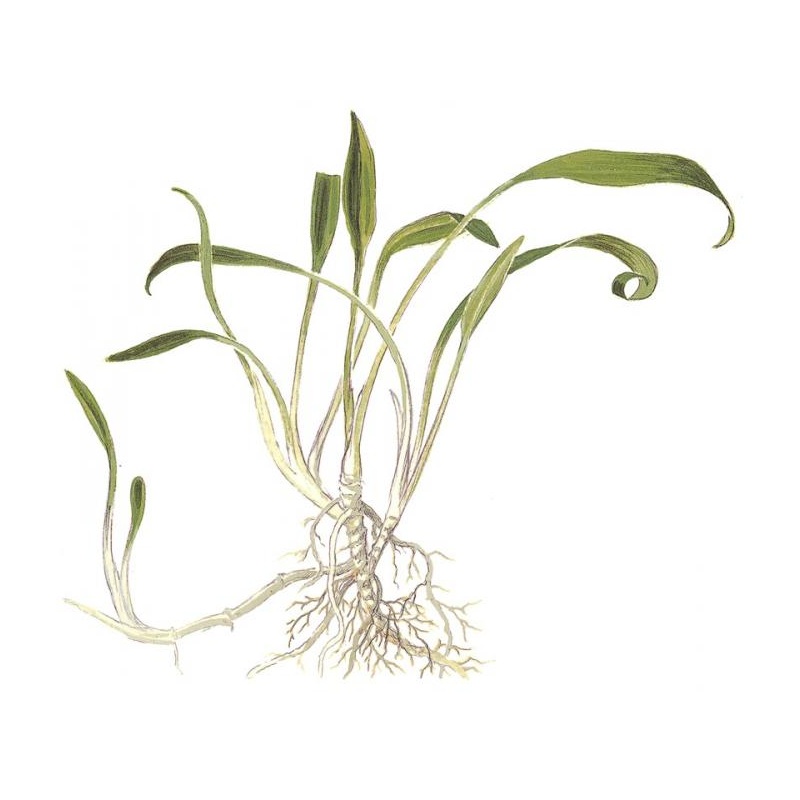 Cryptocoryne parva