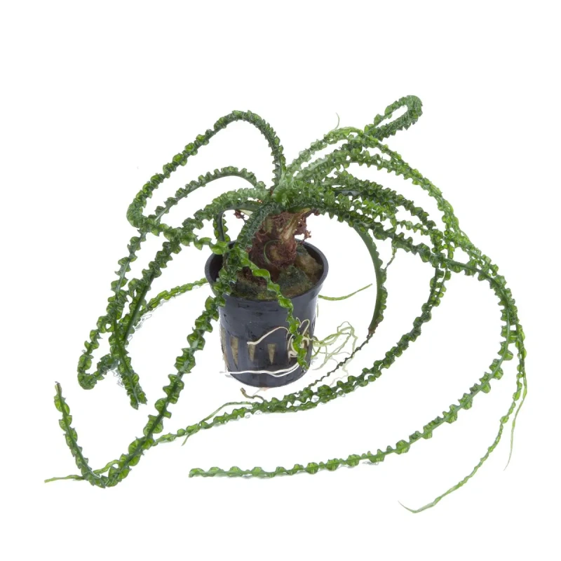 10232-crinum.jpg.webp