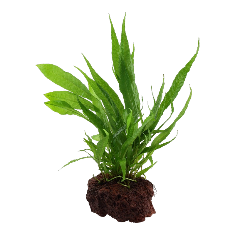 10238-3-9-2-5.png.webp
