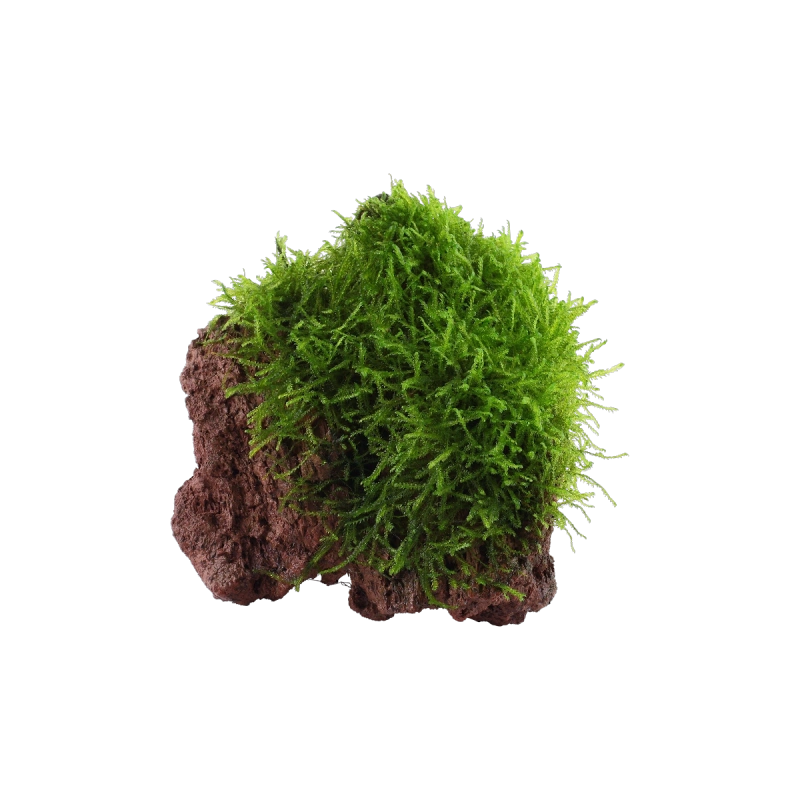 10239-003-yls-tyxiphyllum-barbieri-rgb-3-1-x.png.webp
