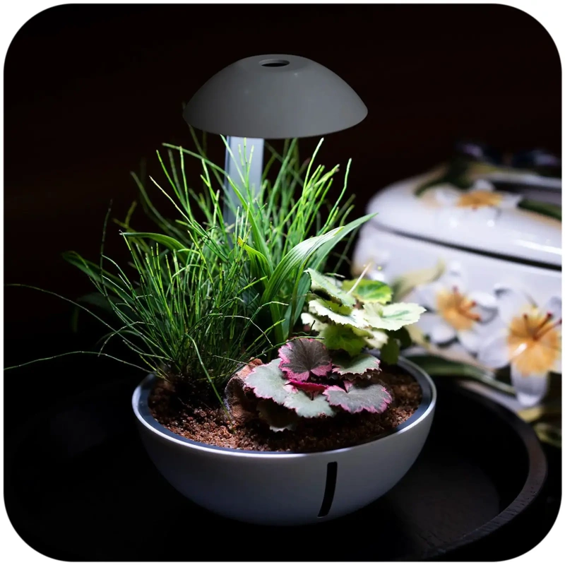 3613-chihiros-tiny-terrarium-1.jpg.webp