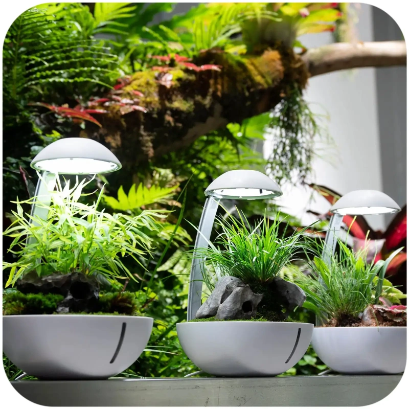 3613-chihiros-tiny-terrarium-2.jpg.webp