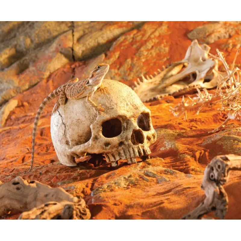 3640-exo-terra-ludzka-czaszka-2.jpg.webp