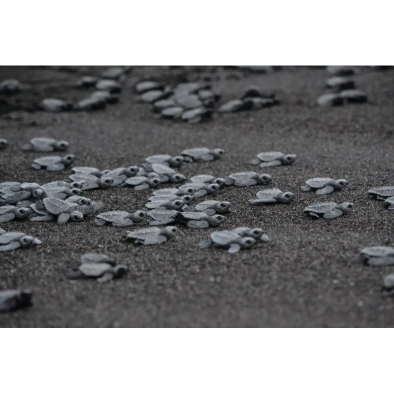 3659-exo-terra-black-sand-45k-3.jpg.webp