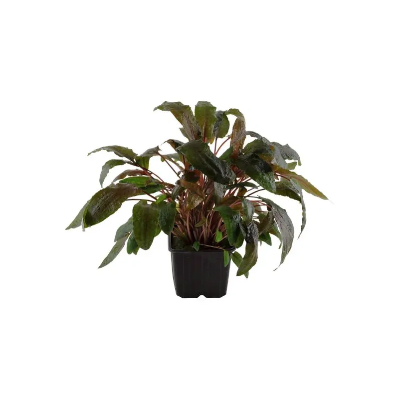 4026-109e-xl-cryptocoryne-wendtii-tropica-rgb-1-.jpg.webp