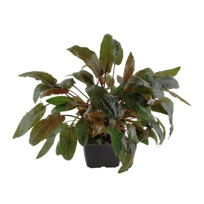 4026-109e-xl-cryptocoryne-wendtii-tropica-rgb-2-1-.jpg.webp