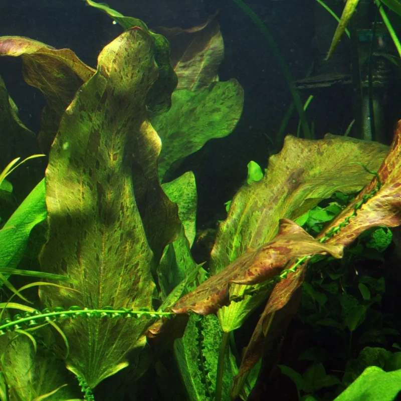 4028-echinodorus-ozelot-5-1.jpg.webp