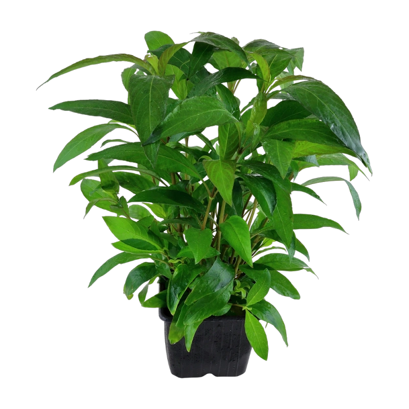 4031-053a-xl-hygrophila-siamensis-rgb-2-1-1.png.webp