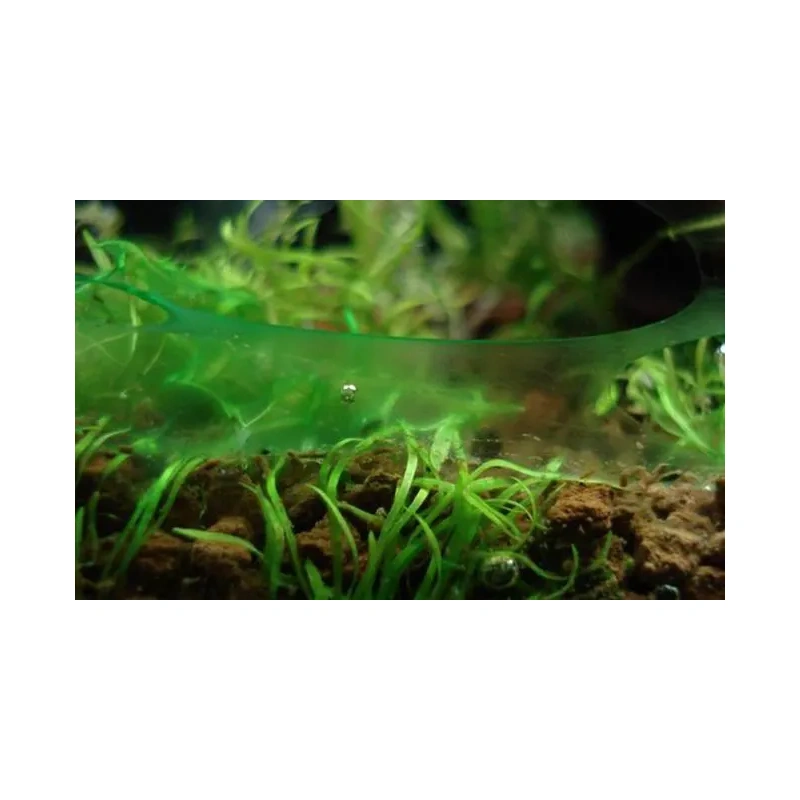 4066-blue-green-algae-on-surface-of-aquarium.jpg.webp
