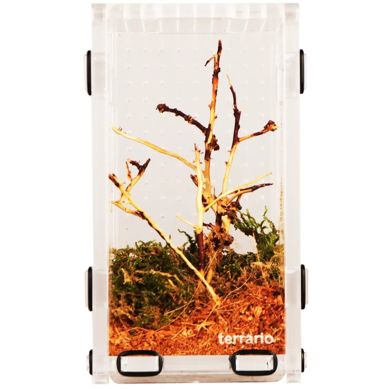 5064-terrario-mantis-area-s-t-5.jpg.webp