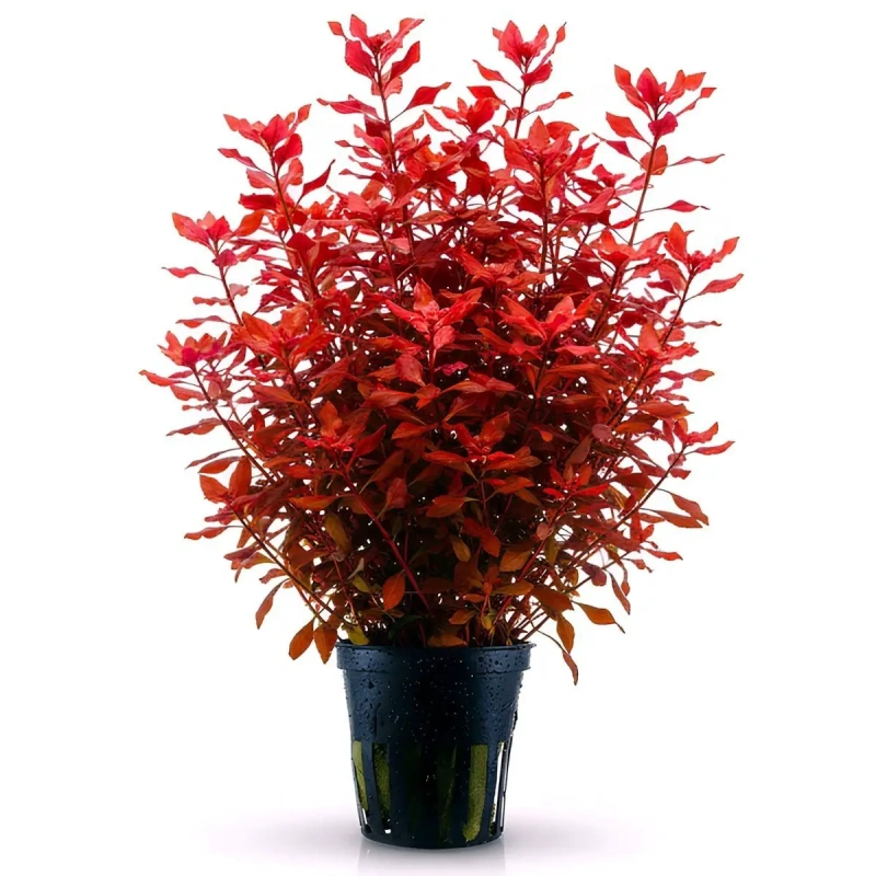 5668-ludwigia-palustris-super-red-green-aqua.jpg.webp