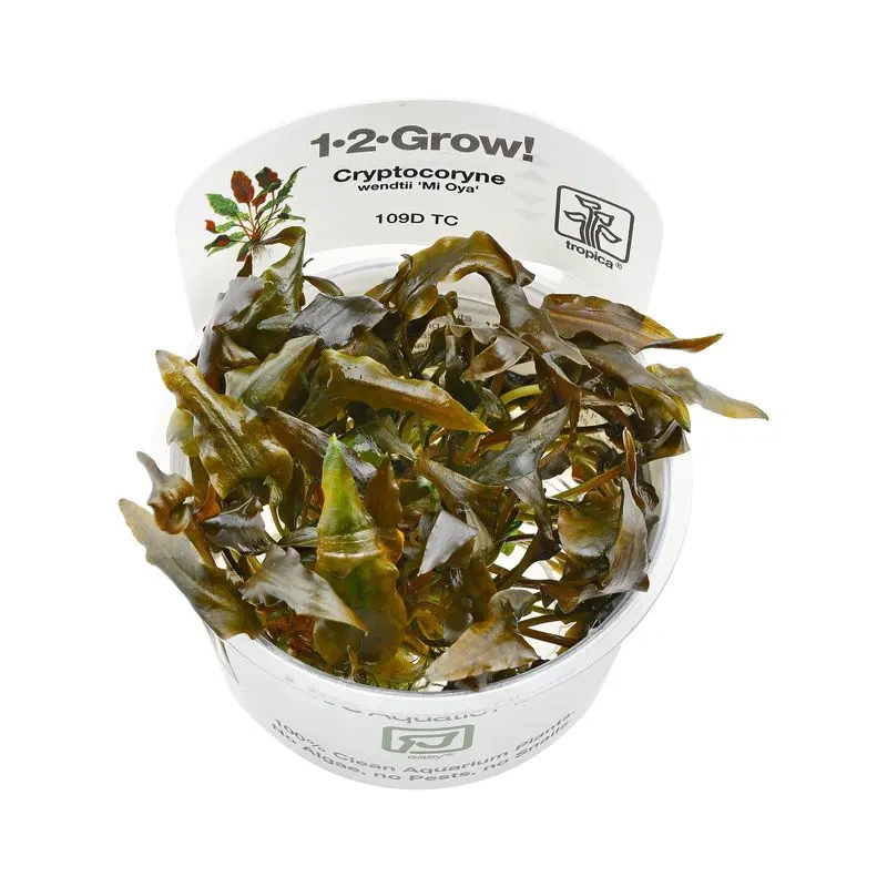 6572-cryptocoryne-wendtii-mi-oya-1-2-grow-640x.jpg.webp