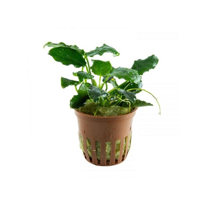 Anubias barteri var. nana ’Kirin’