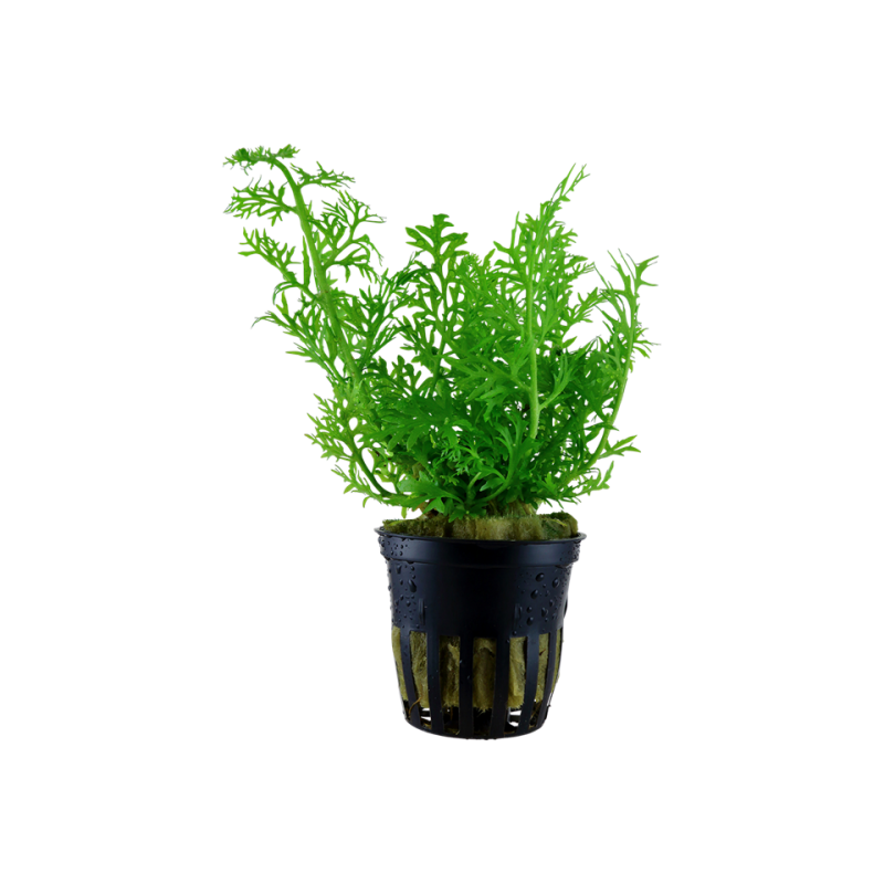 Ceratopteris thalictroides