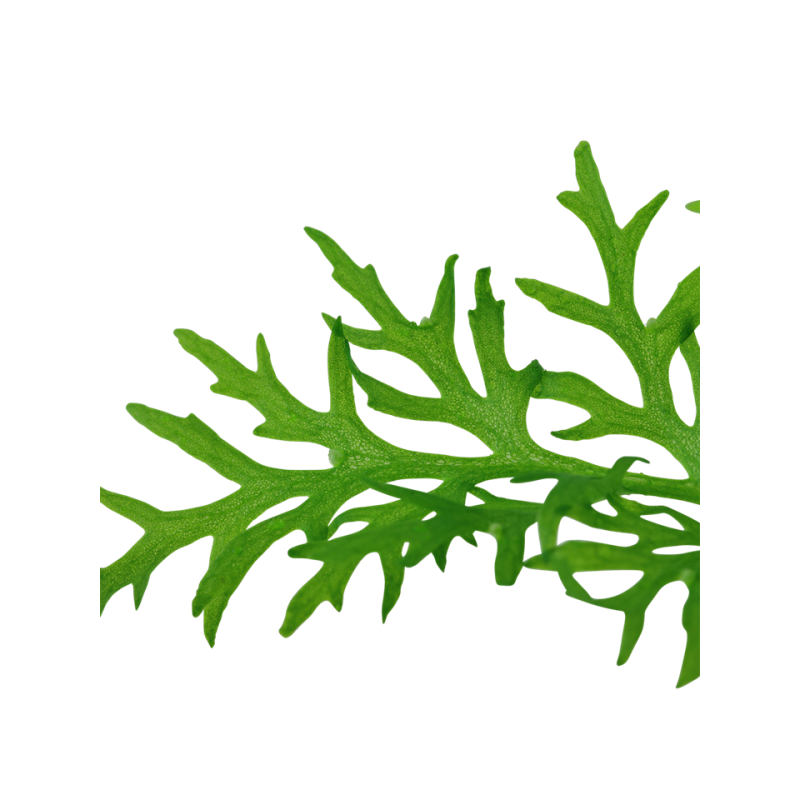 Ceratopteris thalictroides