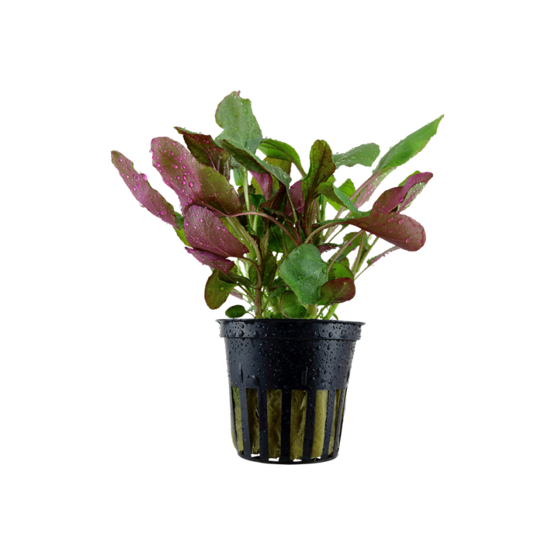 Lobelia cardinalis