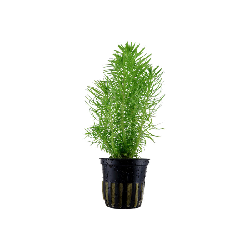 Pogostemon deccanensis