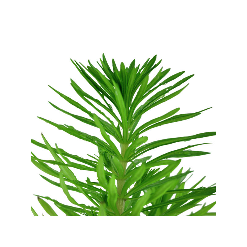 Pogostemon deccanensis