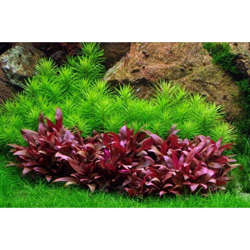 Pogostemon deccanensis