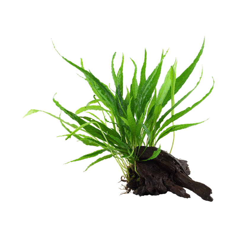 Microsorum pteropus windelov на коряжке