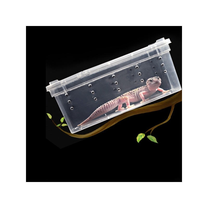 terrario-terrarium-fauna-23.jpg