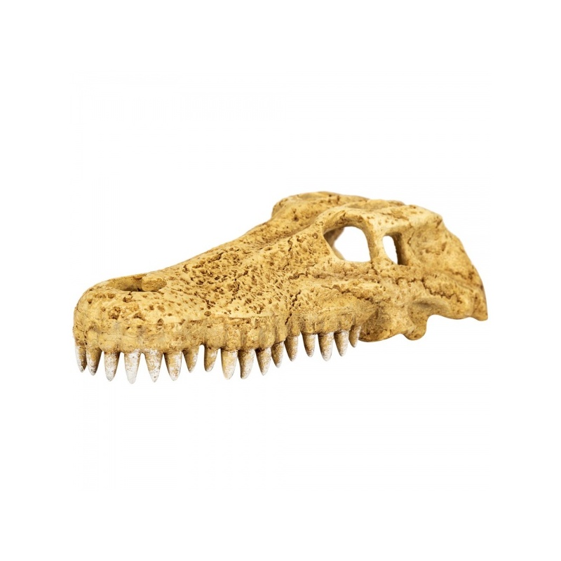 repti-zoo-crocodile-skul-10.jpg