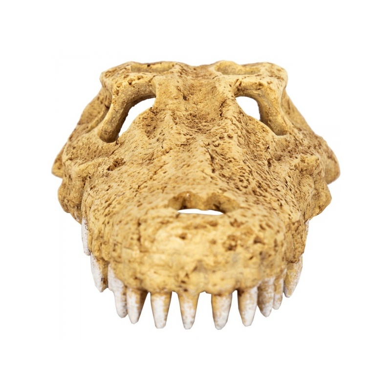 repti-zoo-crocodile-skul-11.jpg