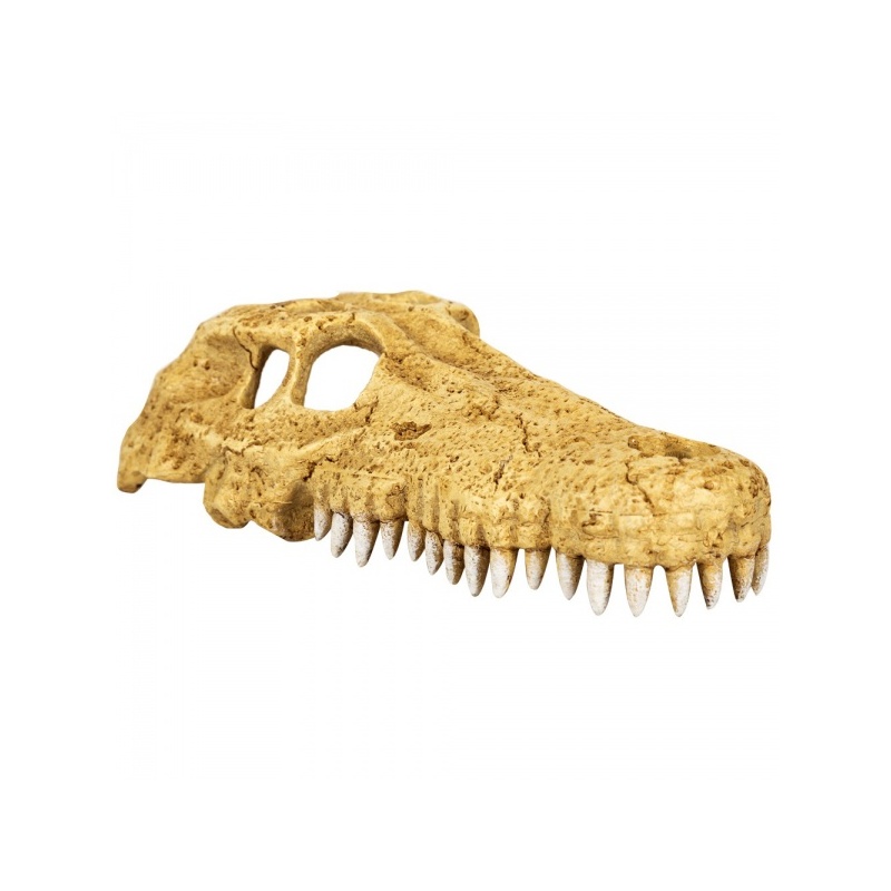 repti-zoo-crocodile-skul-12.jpg