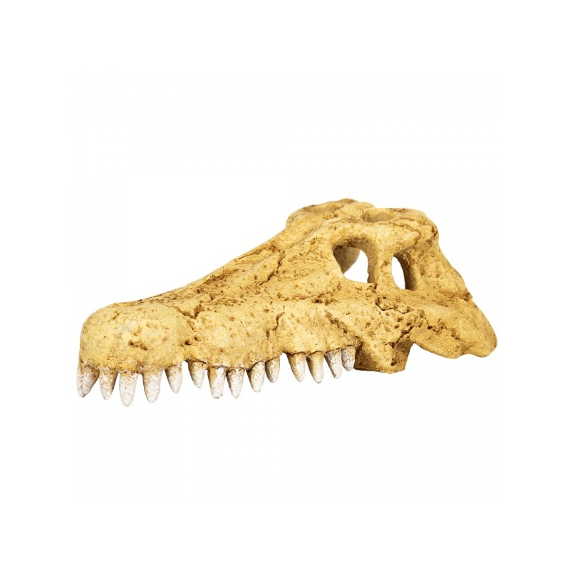 repti-zoo-crocodile-skul-15.jpg