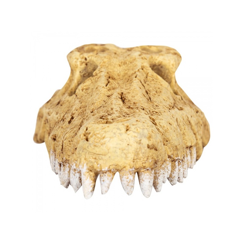 repti-zoo-crocodile-skul-16.jpg