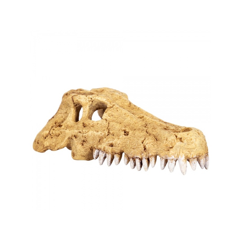 repti-zoo-crocodile-skul-17.jpg