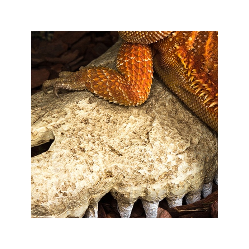 repti-zoo-crocodile-skul-18.jpg