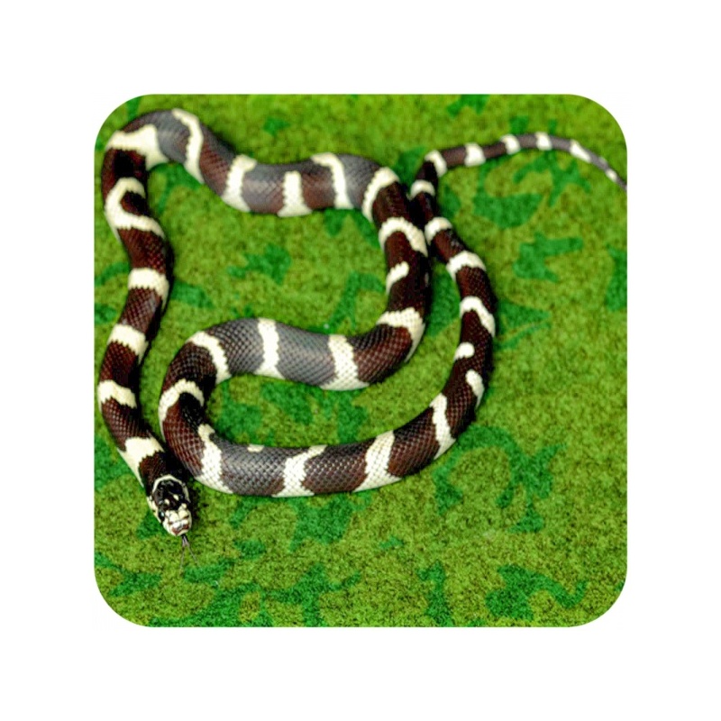 repti-zoo-carpet-mat-pod-81.jpg