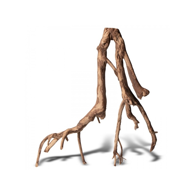 rhizophora-mangle-the-re-1.jpg