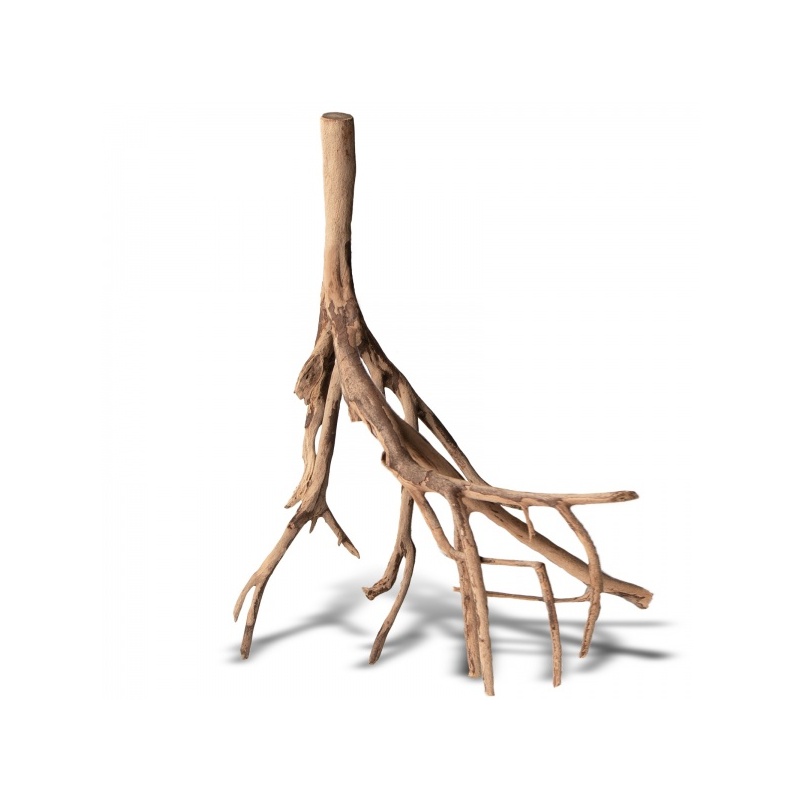 rhizophora-mangle-the-re-2.jpg