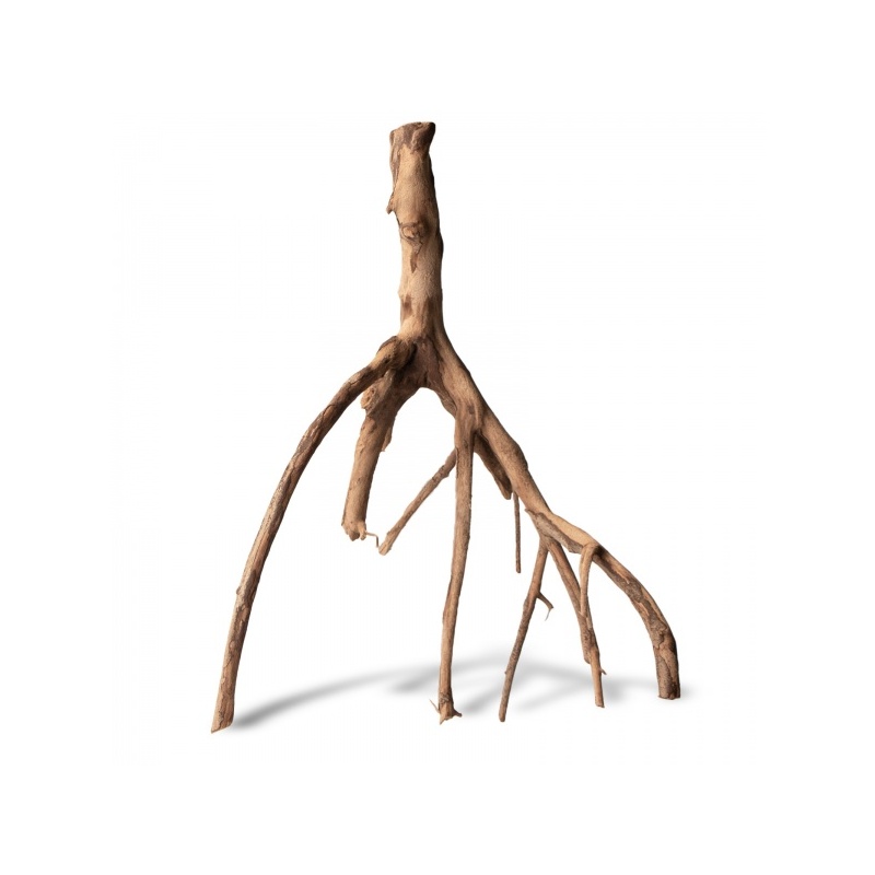 rhizophora-mangle-the-re-3.jpg