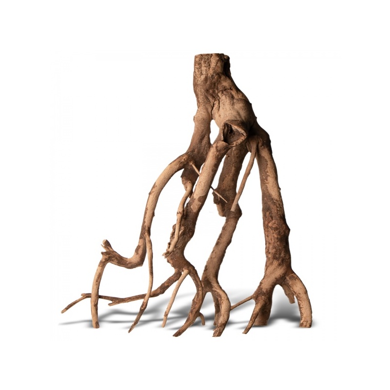 rhizophora-mangle-the-re.jpg