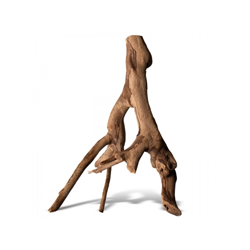 rhizophora-mangle-the-re-15.jpg