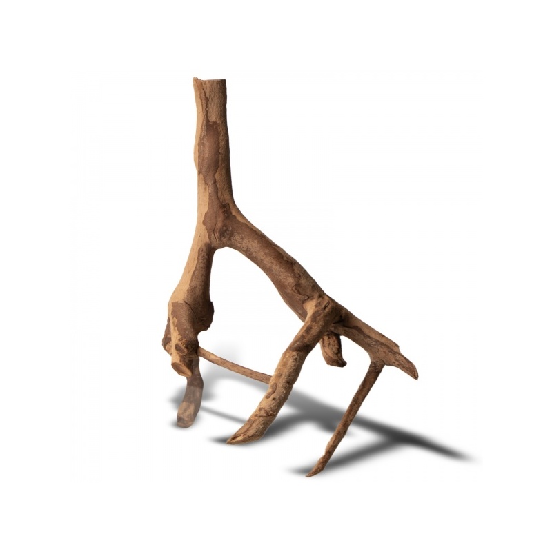 rhizophora-mangle-the-re-17.jpg