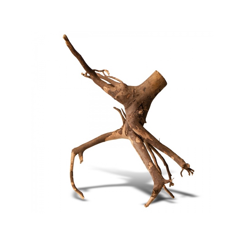 rhizophora-mangle-the-re-18.jpg