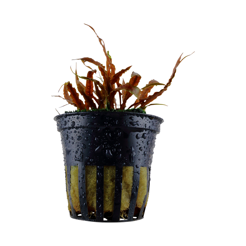 Cryptocoryne albida “Brown” в горшке