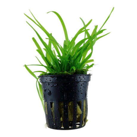 Sagittaria subulata