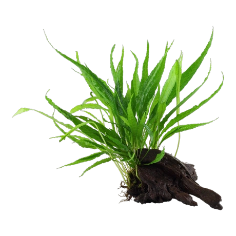 Microsorum pteropus windelov uz koka