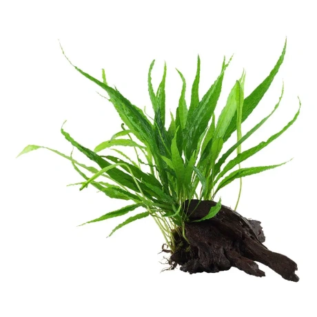 Microsorum pteropus uz koka