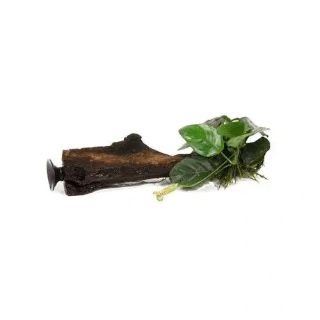 Anubias barteri nana на коряжке + присоска