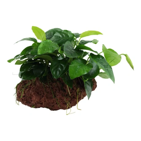 Anubias barteri var. nana uz lavas akmens