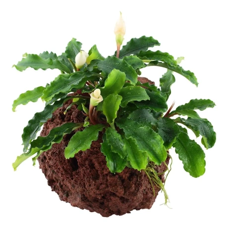Bucephalandra pygmaea „Bukit Kelam” uz lavas akmens
