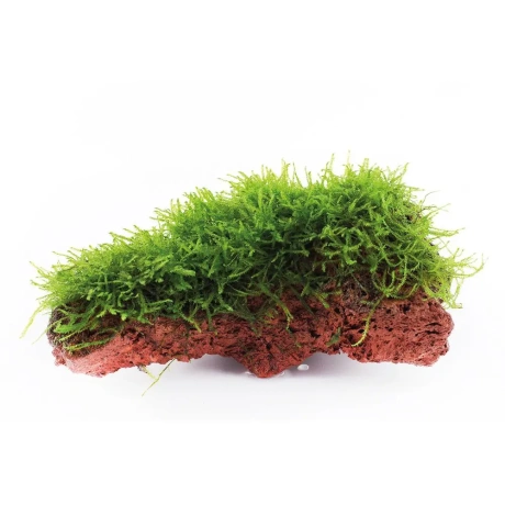 Taxiphyllum barbieri uz lavas akmens