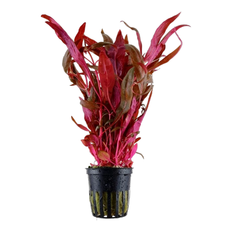 Alternanthera reineckii ‘Pink’