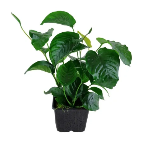 4015-101u-xl-anubias-barteri-var-caladiifolia-rgb-2-1-.jpg.webp